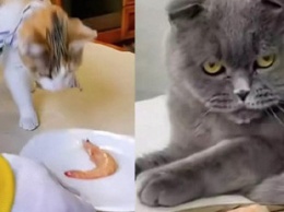 Реакция двух кошек на креветку рассмешила пользователей Сети