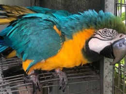 Попугаю ара поставили титановый протез клюва