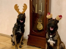 Собаки-таможенники поздравили одесситов с Новым годом