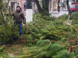 Тысячи непроданных елок в Одессе выбросили посреди улиц (ФОТО)