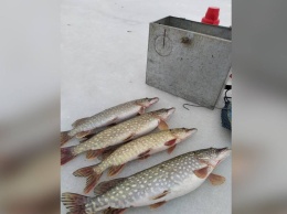 Новогодний улов: рыбак в Днепропетровской области словил щук
