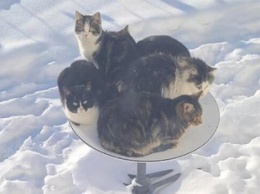 Сеть покорило фото, где пятеро котов захватили спутниковую тарелку Илона Маска (фото)