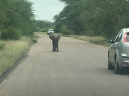 Слоненок заставил машину отъехать назад - такого смелого малыша в сети еще не видели