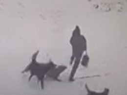 В Запорожье бездомная собака покусала 11-летнего мальчика (видео)