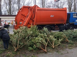Чтоб не досталось никому: в Одессе торговцы полили брошенные елки солярой