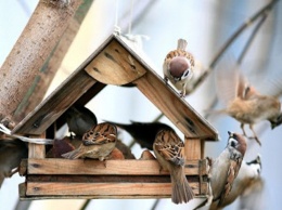 Чем подкормить птиц зимой, чтобы они летом оберегали сады и огороды