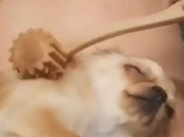 Требующий массажа пес рассмешил пользователей Сети