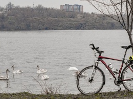 В Николаеве сфотографировали две стаи лебедей у берега парке Победы (ФОТО)