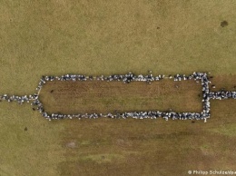 700 овец выступили в поддержку вакцинации (фото)