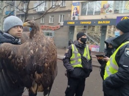 "Фото за 800 грн.": В Николаеве продолжается борьба активистов с эксплуататорами краснокнижных орланов (ВИДЕО)