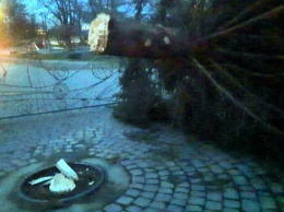 Ветер сломал новогоднюю елку на Прикарпатье (ФОТО)