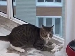 Смешную реакцию кота на снег сняли на видео