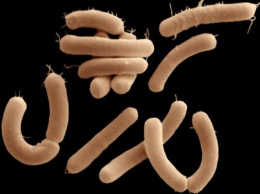 Ученые нашли на коже человека неизвестные бактерии