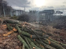 На Черепановой горе в Киеве ради застройки спилили сотни деревьев