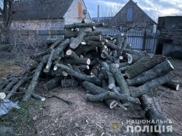 Жители Запорожской области незаконно рубили деревья и продавали дрова