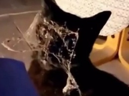 «Пора достать пылесос»: кот показал хозяйке, что ей срочно нужно прибраться