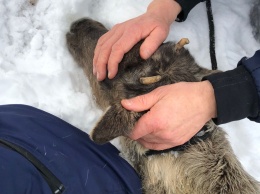 По столице Финляндии бегал олень - полиция поймала животное (ФОТО, ВИДЕО)