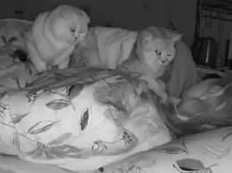 Гипнотизирующие спящую хозяйку коты рассмешили пользователей Сети