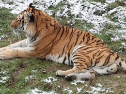 В Харьковском зоопарке продлили свободное посещение