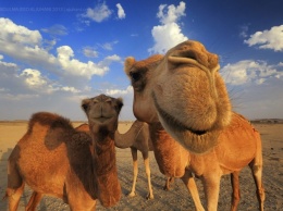 В Саудовской Аравии представили первую в мире гостиницу для верблюдов (ВИДЕО)