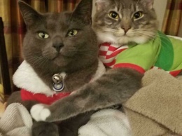 У котика получилось испортить рождественское фото