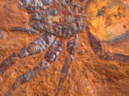 В Австралии обнаружили затерянный мир доисторических животных