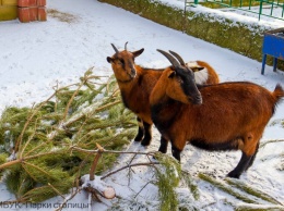 Для животных симферопольского зооуголка привезли свыше 400 непроданных новогодних елок