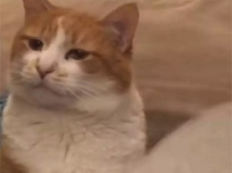 «Жадина!»: кот затаил обиду на хитрого хозяина и стал звездой соцсетей