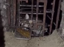 В подвале дома на Черемушках замуровали котов: они были там два месяца