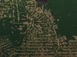 Спутниковые карты показывают, насколько сократились леса во всем мире