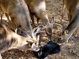 Семья оленей подружилась с котом и устроила ему сеанс массажа - только взгляните на этих друзей