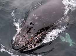 Ученые одесского научно-исследовательского центра основательно пополнили международный реестр китов