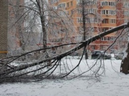За ночь упало 17 деревьев: в Харькове ликвидируют последствия непогоды