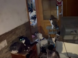 Соседям капает моча с потолка: одесситка завела в квартире 37 котов и собаку