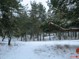 Не хватает только эльфов и хоббитов: как в Днепре выглядит Приднепровский лес под слоем снега