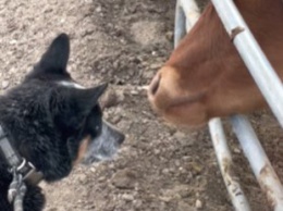 Дружелюбный бычок решил облизать щенка, но тот совсем не умеет целоваться: смешное видео