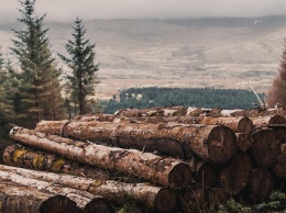 Еврокомиссия требует от России убрать пошлины и поставлять больше древесины