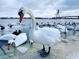 "Киевзеленбуд" обещает следить за состоянием лебедей в парке "Наталка"
