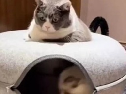 «Дзен»: Кот продемонстрировал удивительное спокойствие, пока его брат бегал кругами