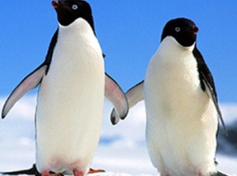 Ученые смогли надеть камеру на пингвина и снять его охоту на видео