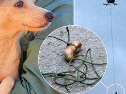 В Британии сбежавшую собаку спасли с помощью сосиски и дрона