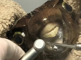 В Британии рыбу пришлось отвезти к стоматологу, чтобы... подпилить ее зубы (ФОТО)