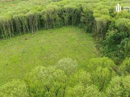 На Полтавщине мастер леса "не заметил" кражи дерева на 2,4 миллиона гривен