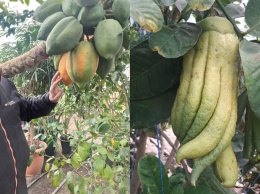 Фейхоа, гуава, папая: как в Днепропетровской области мужчина выращивает экзотические фрукты
