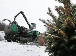Пять пунктов сбора новогодних деревьев открываются в Василькове на Киевщине (адреса)