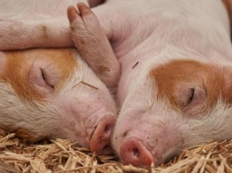 Чума на Черниговщине - африканский вирус угрожает свиньям региона
