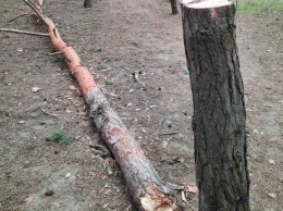 В Николаеве варварски рубят сосны в районе яхт-клуба (ФОТО, ВИДЕО)