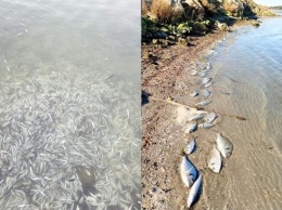 В Греции от холода погибли сотни тысяч рыб