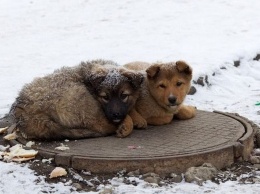 Как помочь бездомным животным пережить холодную зиму