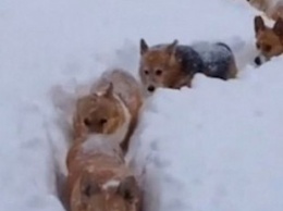 Сеть повеселили корги, играющие в снегу